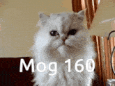 Mogcat 160 GIF - Mogcat Mog 160 GIFs