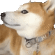 Doge Meme Doge Sticker - Doge Meme Doge Doge Weird Stickers