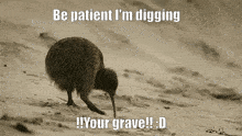 Kiwi Kiwi Bird GIF - Kiwi Kiwi Bird Digging GIFs