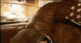 a dog is laying on a brown leather couch with an american flag behind it