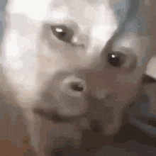 a close up of a person 's face with a cat looking at it