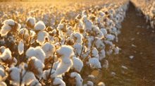 Miobamby Cotton Biologique GIF - Miobamby Cotton Biologique GIFs