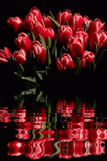 a bouquet of red tulips is reflected in the water on a black background .