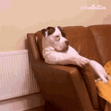 Relaxing The Pet Collective GIF - Relaxing The Pet Collective Chilling GIFs