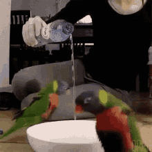 Jumping Excited GIF - Jumping Excited Birds GIFs