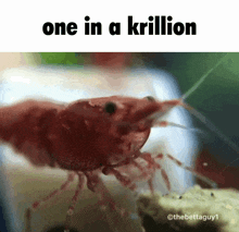 Krill One GIF