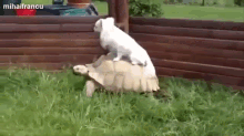 Ooouuuu GIF - Dog Turtle Friends GIFs