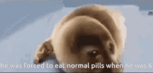 Normal Pill Crying Seal GIF - Normal Pill Crying Seal Seal GIFs
