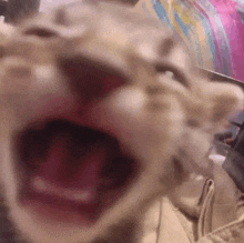 a close up of a cat 's face with its mouth wide open