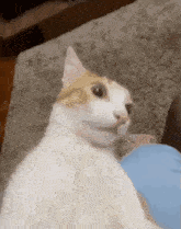 a white and brown cat is sitting on a couch and looking at the camera .