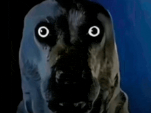 a close up of a dog 's eyes with a blue background