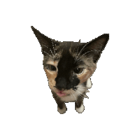 Biscuit Cat Sticker - Biscuit Cat Spin Stickers