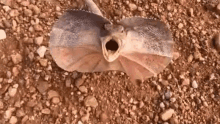 エリマキトカゲ トカゲ　動物 GIF - Frilled Neck Lizard Lizard Desert GIFs