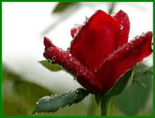 Rose Raining GIF