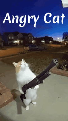 an angry cat is holding a shotgun in front of a blue background that says angry cat