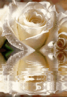 Whites White Rose In Water GIF - Whites White Rose In Water Lovely White GIFs