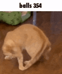 a dog is standing on its hind legs on a wooden floor in front of a green pillow .