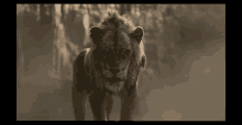 Lionking Scar GIF