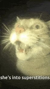 a picture of a cat with the words she 's into superstitions written below it