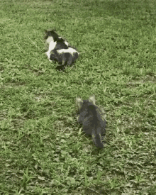 Cats Animals GIF - Cats Animals Boo GIFs