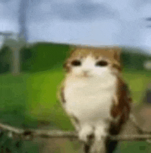 a brown and white cat is sitting on a branch looking at the camera .