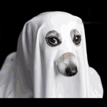 a dog is dressed up as a ghost with a white blanket over its head