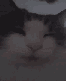 Cute Cat GIF - Cute Cat Rub GIFs