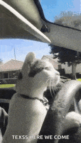 a cat is sitting in the steering wheel of a car .