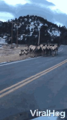 herd elks