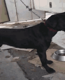 a black dog with a red collar is eating from a bowl