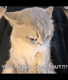 a cat with an angry look on its face is sitting on a person 's lap and says `` you never came out ? ''