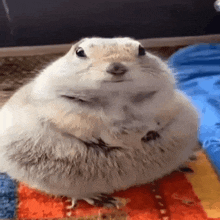 a very fat squirrel is sitting on a blanket on the floor .