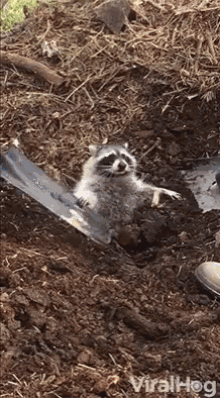 Viralhog Raccoon GIF - Viralhog Raccoon Rescue GIFs
