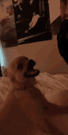 a small dog is laying on a bed with a poster on the wall behind it