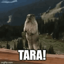 Tara Yelling GIF - Tara Yelling Gopher GIFs