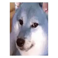 a close up of a blue and white dog with a smile on its face .