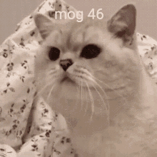 Mog46 GIF