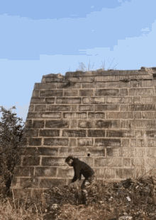 Dogs Awesome GIF - Dogs Awesome GIFs