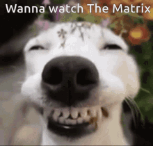 The Matrix Dog GIF - The Matrix Dog Smiling GIFs