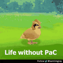 Pac Pokemonautocatch GIF - Pac Pokemonautocatch GIFs