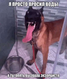 a dog with a long tongue sticking out next to a bowl of water