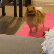 Downward Dog Yoga GIF - Downward Dog Yoga Dog Yoga GIFs