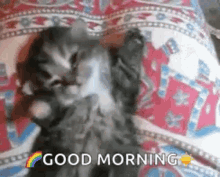 Cute Kitten GIF - Cute Kitten Waking Up GIFs