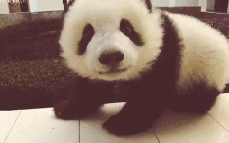 Panda GIF - Panda Adorable Cute - Discover & Share GIFs