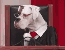 Clap Applause GIF - Clap Applause Dog GIFs