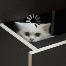 Cat Funny Stupid Loading Reloading Frozen GIF - Cat Funny Stupid Loading Reloading Frozen GIFs