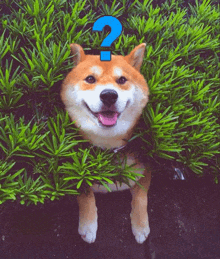 Shiba Inu Doge GIF - Shiba Inu Doge Confused GIFs