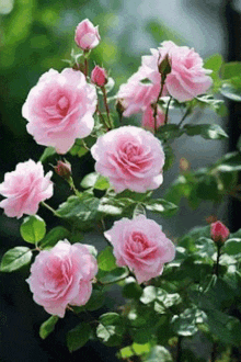 a bunch of pink roses growing on a bush