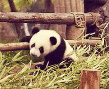 panda cub baby falls fail