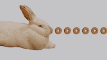 a rabbit sniffing a line of donuts on a gray background